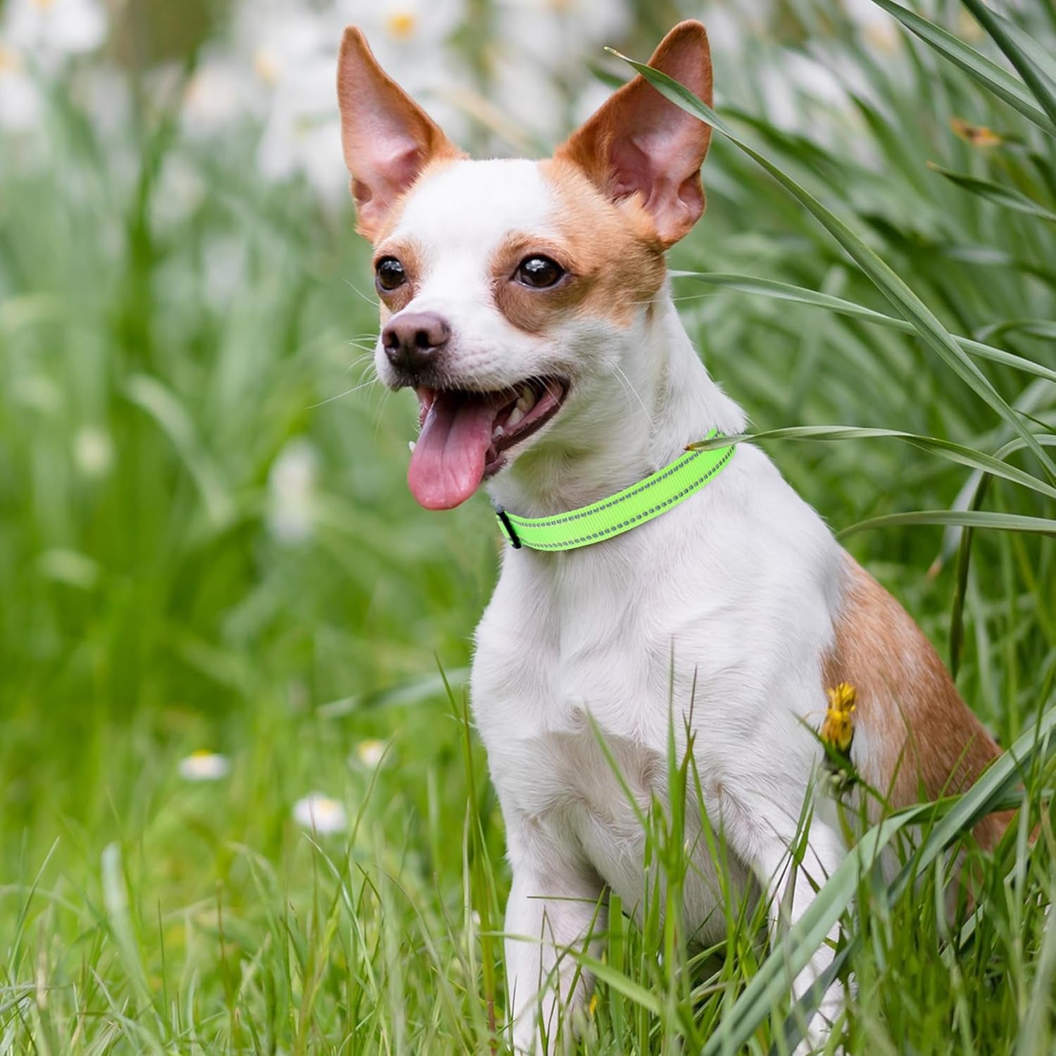 Reflective Dog Collar, Basic Dog Collars Adjustable Quick Release, Soft Nylon Pet Collar with Metal D-Ring for Small Medium Large Dogs (Lime, S Neck11-15")